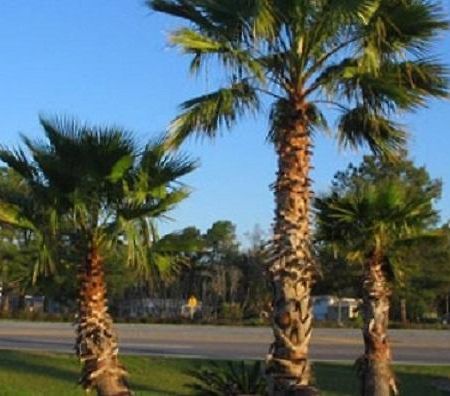 Oasis Lodge - Carrizo Springs Eksteriør bilde