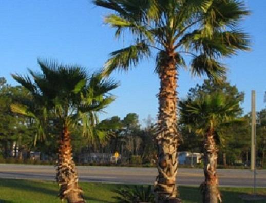 Oasis Lodge - Carrizo Springs Eksteriør bilde